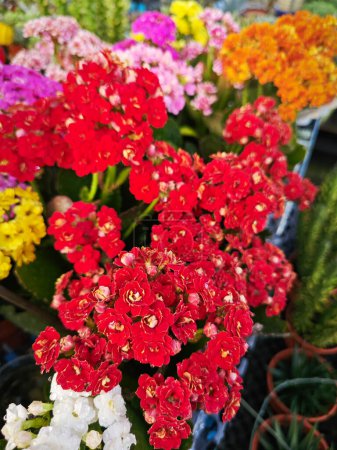 Téléchargez les photos : Petites plantes colorées à fleurs Kalanchoe. - en image libre de droit
