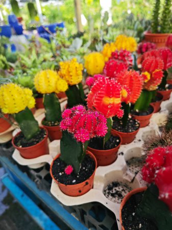 colorful small moon cactus plant in pots.