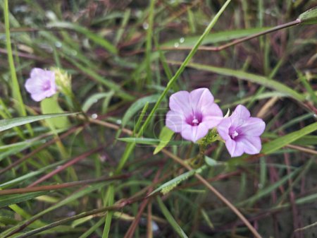 tiny pink ipomoea triloba flower in the wild meadow. 