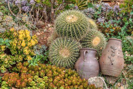 regardant vers le bas sur la belle crassula et le jardin de plantes d'intérieur de cactus.
