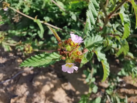 minuscule rose mélochia corchorifolia fleur herbe plante.
