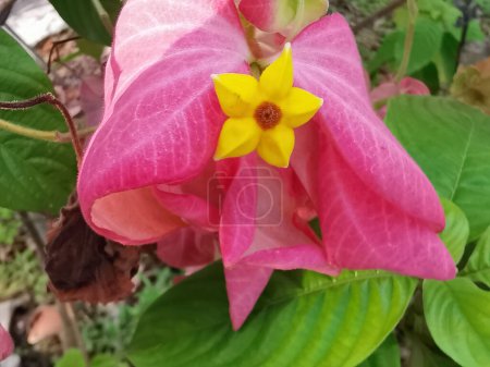 Pink mussaendae erythrophylla la plante arbustive à fleurs étoilées. 