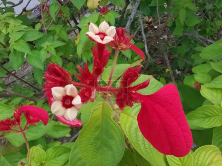 Rote Mussaenda erythrophylla, die sternförmig blühende Strauchpflanze.  