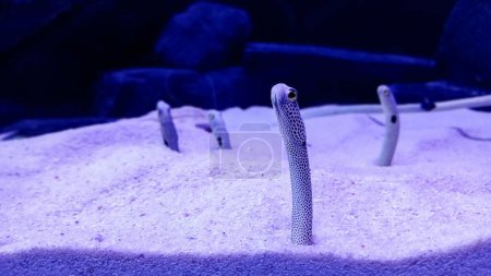 Photo for Conger, coral reef fish, eel over sand under water - Royalty Free Image