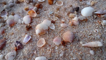 Photo for White and brown mall shells at the brown small sand beach - Royalty Free Image