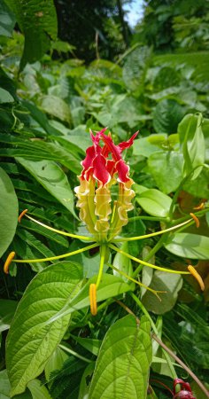 Photo for Gloriosa superba yellow red flower - Royalty Free Image