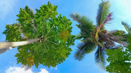 Photo for View under green big palm trees - Royalty Free Image