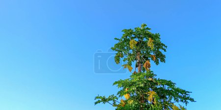 Photo for Big Papaya palm tree at the blue sky - Royalty Free Image