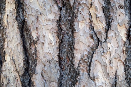 Photo for Black pine tree brown bark, close up photo details - Royalty Free Image