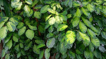 Green leaves of variegata plant, natural background
