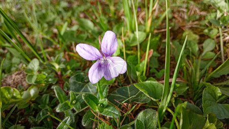 Photo for Viola mandshurica, violet flower in the grass - Royalty Free Image