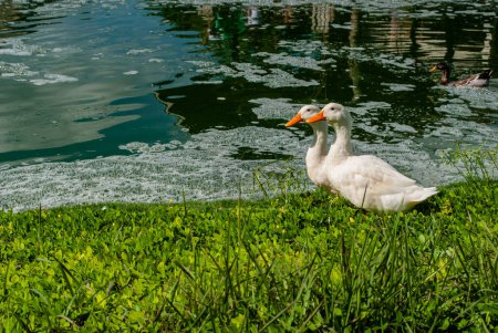 Photo for Two white goose on the grass near the lake. high quality photo - Royalty Free Image
