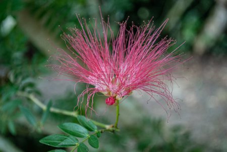 Rosa del árbol de seda, hermosa flor rosa en el jardín, Albizia julibrissin rosea,