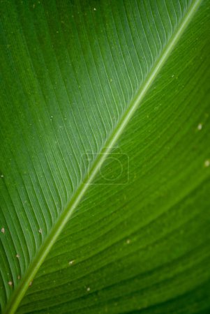 Photo for Close-up on green fresh banana leaf - Royalty Free Image