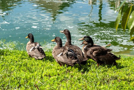 Photo for Brown ducks in the park on grass near pond - Royalty Free Image