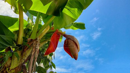 Photo for Red flower of banana tree with young little bananas in the garden at the blue sky - Royalty Free Image