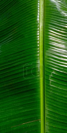 Photo for Close-up on green fresh banana leaf - Royalty Free Image