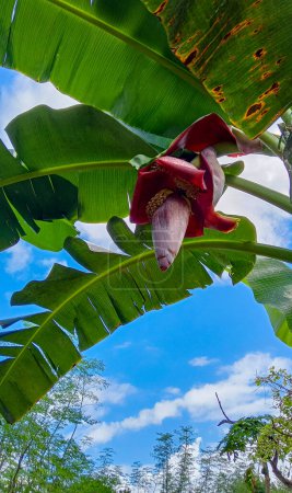 Photo for Red flower of banana tree with young little bananas in the garden at the blue sky - Royalty Free Image
