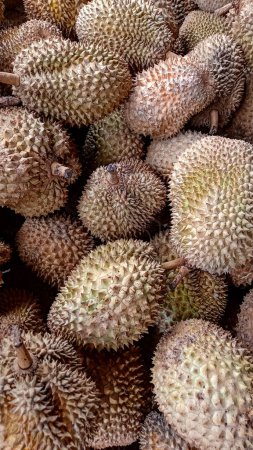 fresh ripe durian fruits in market