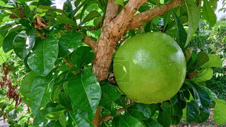 A big giant round fruit of Calabash, Crescentia cujete at the tree
