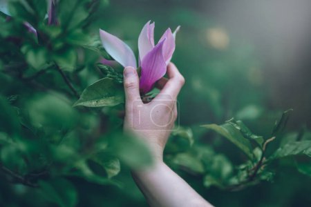 Photo for Big lush magnolia flower in the hand on the green natural background in the springtime. Tender touch of the spring. Beautiful nature in the march garden - Royalty Free Image