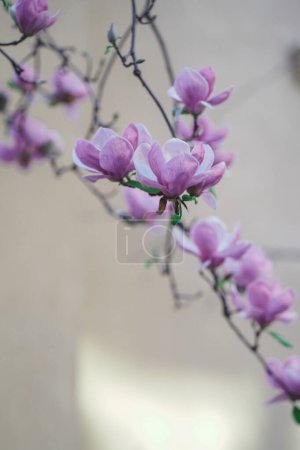 Photo for Bright purple magnolia flowers in full bloom in the spring garden. Springtime gardening with blossoming trees. Beautiful magnolia close up in the city - Royalty Free Image