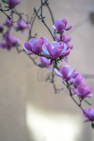 Photo for Soft purple magnolia flowers in full bloom on the natural background in the spring garden. Springtime gardening with blossoming trees. Beautiful magnolia close up in the countryside - Royalty Free Image