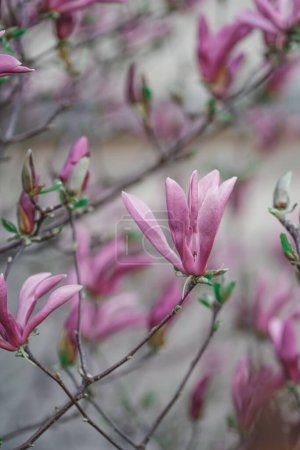 Photo for Bright pink blossoming magnolia in the spring garden. Springtime gardening with blossoming trees. Big tender flowers close up in the city - Royalty Free Image