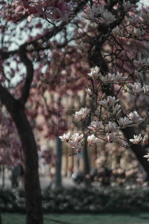 Photo for Tender large magnolia flowers on the blossoming tree in the spring garden. Pink blooming branches in the spring time. - Royalty Free Image
