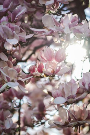 Photo for Lush pink magnolia flowers in full bloom on the sunset sun in the spring garden. Springtime gardening with blossoming trees. Beautiful magnolia close up in the countryside in the golden hour - Royalty Free Image