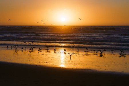 Photo for Golden sunset on the beach, and flock of birds. Beautiful tranquil seascape - Royalty Free Image