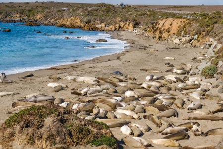 Foto de Colonia de focas. Elefantes marinos en las costas de San Simeón, Costa Central de California - Imagen libre de derechos