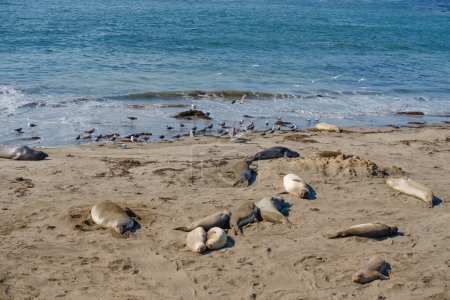 Téléchargez les photos : Phoques sur la plage, et troupeau d'oiseaux, fond bleu de l'océan, Californie Côte centrale - en image libre de droit