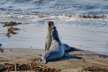 Téléchargez les photos : Deux phoques éléphants sur la plage près de l'océan, Californie - en image libre de droit
