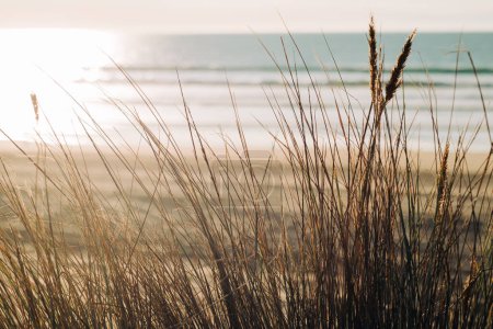 Téléchargez les photos : Dunes de sable avec des plantes indigènes au premier plan, et vagues océaniques au coucher du soleil en arrière-plan. Paysage marin abstrait, espace de copie pour le texte, concept de relaxation - en image libre de droit