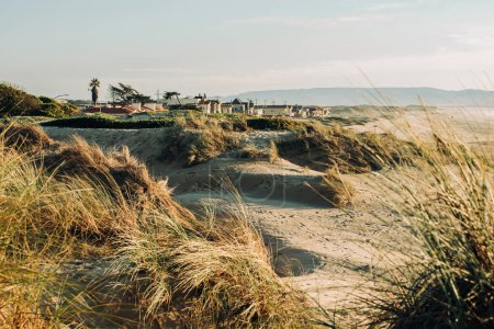 Téléchargez les photos : Dunes de sable avec des plantes indigènes sur la plage, et des silhouettes de maisons situées au milieu des dunes côtières, paysage californien - en image libre de droit