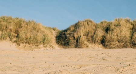 Téléchargez les photos : Dunes de sable et plantes indigènes sur la plage, et ciel bleu clair sur le fond, côte californienne - en image libre de droit