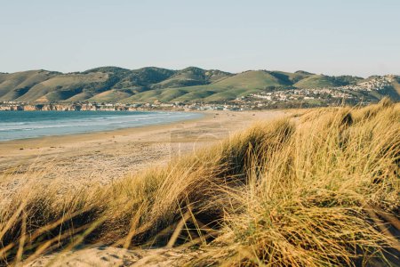 Téléchargez les photos : Dunes de sable avec des plantes indigènes sur la plage, collines verdoyantes avec paysage urbain en silhouette sur le fond, et ciel bleu clair. Paysage Californie - en image libre de droit