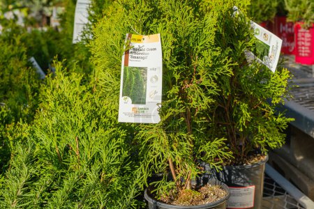Photo for Santa Maria, California, USA - January 10, 2022.  Garden center and floral market. Thuja in pots cllose up - Royalty Free Image