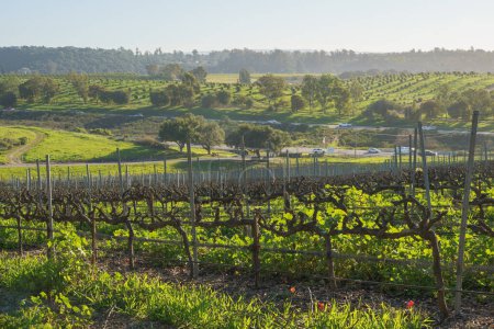 Téléchargez les photos : A wine grape vine in a rows, green hills, and oak trees. Beautiful view of San Luis Obispo Valley in California in late winter - en image libre de droit