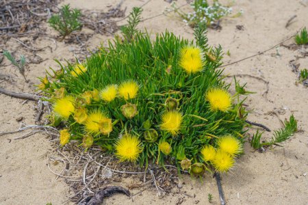 Yellow flowers of the succulent Ice plant Pig's-Root (Conicosia pugioniformis) growing in California desert
