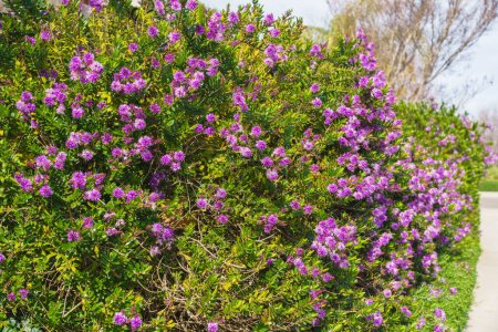 Foto de La verónica arbusto o planta hebe, planta ornamental con hermosas flores de color rosa-púrpura, plantadas a lo largo del sendero en el parque de la ciudad - Imagen libre de derechos