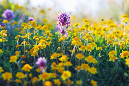 Téléchargez les photos : Prairie de fleurs sauvages, saison de floraison super ensoleillée en Californie. Pré à fleurs colorées avec des fleurs bleues, violettes et jaunes en gros plan par une journée ensoleillée - en image libre de droit