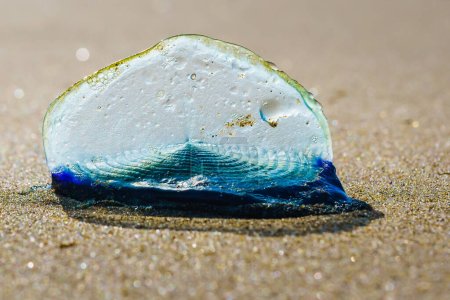 Téléchargez les photos : Méduses à voile bleue, ou par le vent marin, ou Velella Velella, gros plan sur la plage. Une voile minuscule permet à l'organisme de voyager sur la mer - en image libre de droit