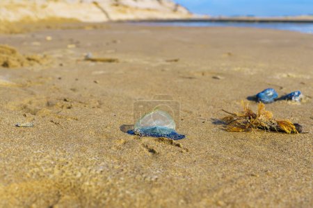 Blue sail jellyfish, or by-the-wind-sailor, or Velella Velella, close-up on the beach. A tiny sail allows the organism to travel on sea