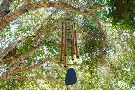 Photo for The singing tree. Wind chime on a tree, view from below - Royalty Free Image