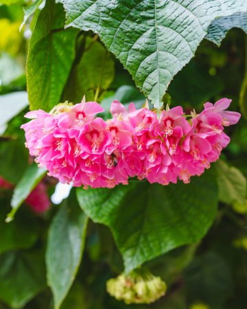 Dombeya wallichii, or tropical hydrangea, graces the scene with its stunning pink flowers, creating a vision of botanical elegance in the family Malvaceae