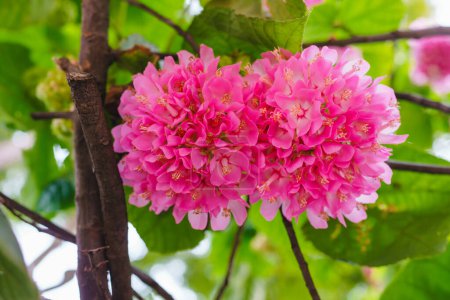 Beautiful pink flowers of a Dombeya wallichii  flowering shrub of the family Malvaceae known by the common names pinkball, pink ball tree, and tropical hydrangea