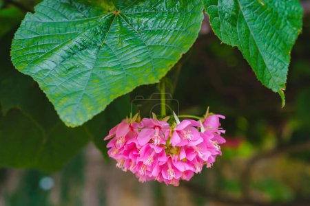 Beautiful pink flowers of a Dombeya wallichii  flowering shrub of the family Malvaceae known by the common names pinkball, pink ball tree, and tropical hydrangea