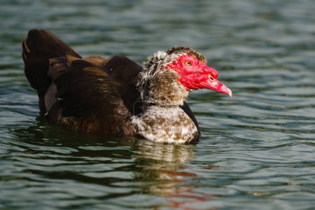 The Muscovy duck (Cairina moschata). Close up portrait of a large duck, native to Mexico and Central and South America, swimming in water